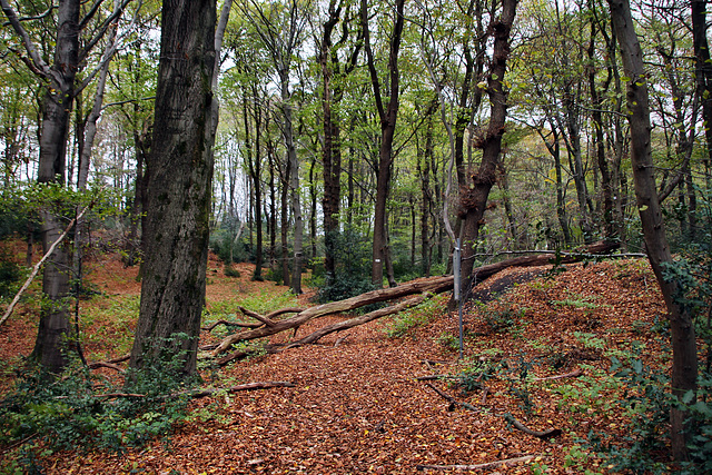 Im Wald am Nockenberg (Sprockhövel) / 6.11.2022