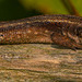 Common lizard