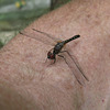 Dragonfly on my arm