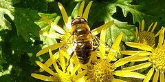 20230713 1785CPw [D~LIP] Jakobs-Greiskraut, Mistbiene (Eristalis tenax), Bad Salzuflen