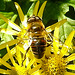 20230713 1785CPw [D~LIP] Jakobs-Greiskraut, Mistbiene (Eristalis tenax), Bad Salzuflen