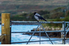 Hooded Crow! (Corvus cornix)