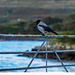 Hooded Crow! (Corvus cornix)