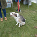 STTES[26] - meet Bramble