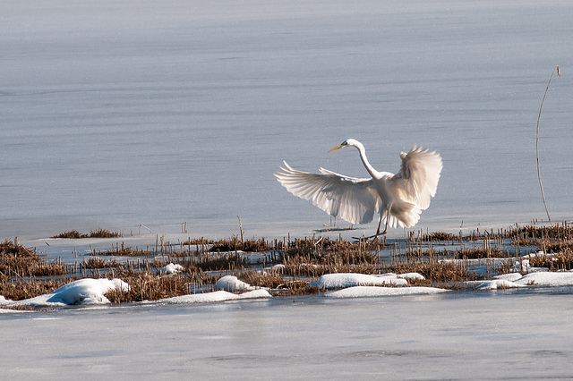 Silberreiher - 2015-02-26-_DSC6647