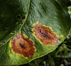 Pear tree leaf with Pear Rust