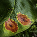 Pear tree leaf with Pear Rust