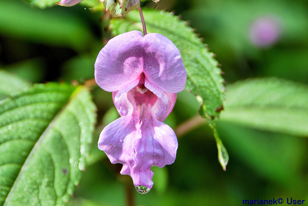 Drüsiges Springkraut (Impatiens glandulifera)