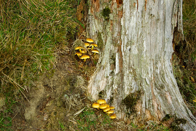 Autumn bounty