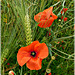 Coquelicots avec PIPS