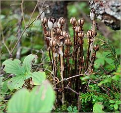 Indian Pipe with seed pods