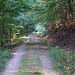 Mühlenbergimpressionen: Waldweg