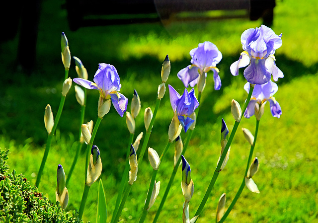 Flag Irises