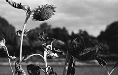 Dry sunflowers