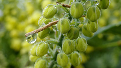 La goutte au nez...