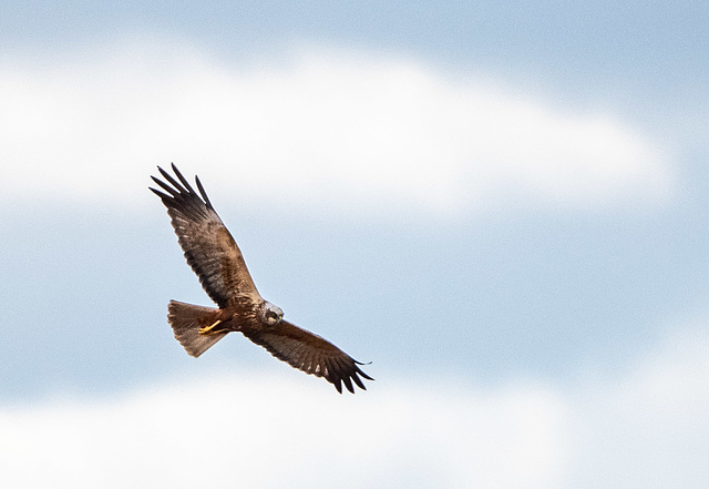 Marsh harrier