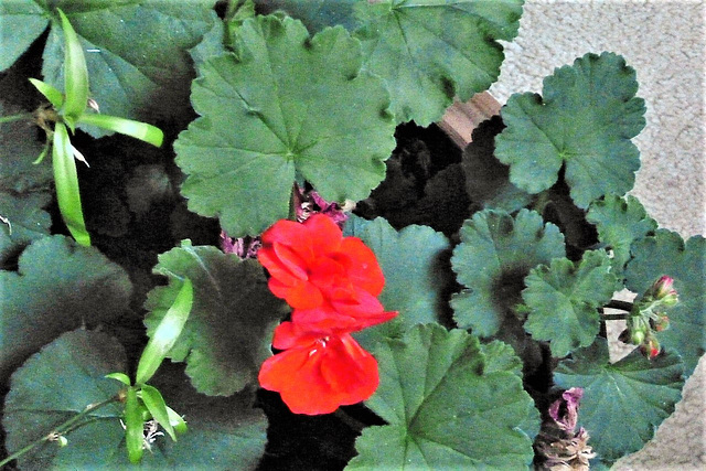 Wonder if this red geranium will follow the others)