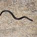 IMG 1818 Snake