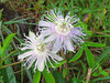 Passion-flower / Passiflora