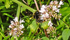 20230713 1790CPw [D~LIP] Gewöhnlicher Dost (Origanum vulgare), Steinhummel (Bombu lapidarius), Bad Salzuflen