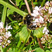 20230713 1790CPw [D~LIP] Gewöhnlicher Dost (Origanum vulgare), Steinhummel (Bombu lapidarius), Bad Salzuflen