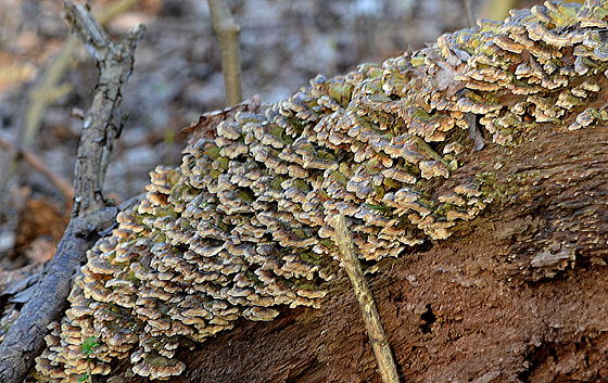 strange  mushroom