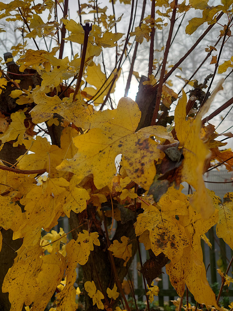 Herbststimmung