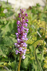 Chalk Fragrant Orchid Chalk Fragrant Orchid