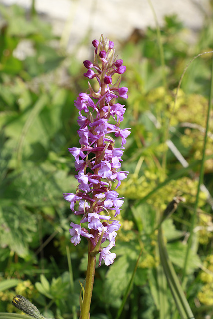 Chalk Fragrant Orchid