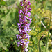 Chalk Fragrant Orchid