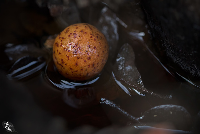 Pictures for Pam, Day 112: Colorful Wasp Gall in Pool