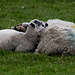 Lamb of the day:  Mum as a Pillow