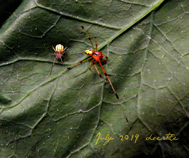 Misumenops, male right, female left