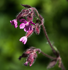 20200527 3958VRAw [D~LIP] Rote Lichtnelke (Silene dioica), UWZ, Bad Salzuflen