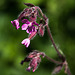 20200527 3958VRAw [D~LIP] Rote Lichtnelke (Silene dioica), UWZ, Bad Salzuflen