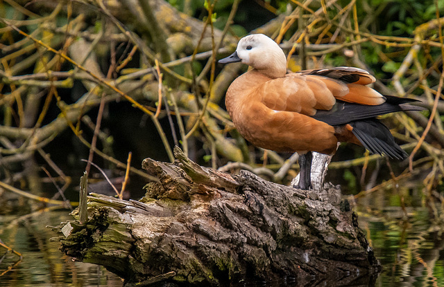 Ruddy shelduck
