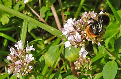 20230713 1791CPw [D~LIP] Gewöhnlicher Dost (Origanum vulgare), Steinhummel (Bombu lapidarius), Bad Salzuflen