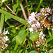 20230713 1791CPw [D~LIP] Gewöhnlicher Dost (Origanum vulgare), Steinhummel (Bombu lapidarius), Bad Salzuflen