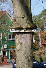 Baum frisst Straßenschild