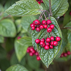Cottoneaster Leaves and Berries.