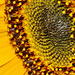 Sunflowers at the Byker City Farm