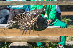 20151010 9182VRAw [D~H] Bartkauz (Strix nebulosa), Wisentgehege, Springe-Deister