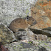 American Pika