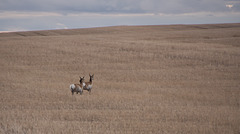 antelope heading west