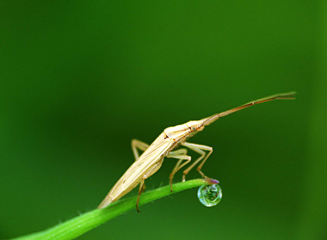 Insect on a blade of grass