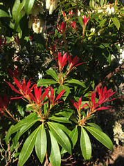 Photinia