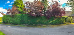 Hedge-trimming is a major annual exercise!