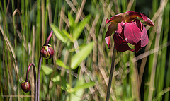 20200527 3960VRAw [D~LIP] Braunrote Schlauchpflanze (Sarracenia purpurea), UWZ, Bad Salzuflen