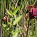 20200527 3960VRAw [D~LIP] Braunrote Schlauchpflanze (Sarracenia purpurea), UWZ, Bad Salzuflen