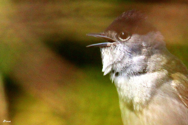 Fauvette à tête noire